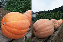 pumpkin[1].jpg
